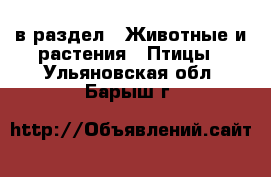  в раздел : Животные и растения » Птицы . Ульяновская обл.,Барыш г.